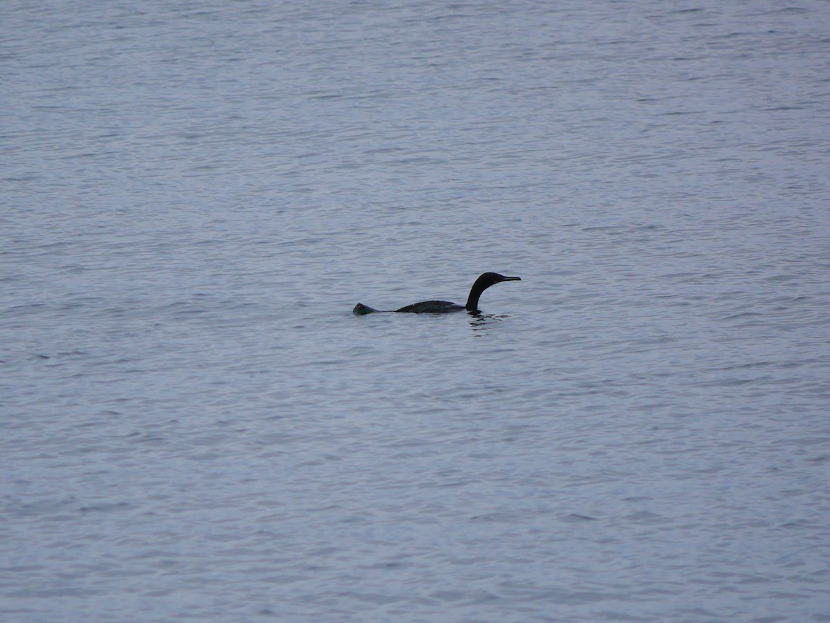 Cormoran à aigrettes - ML642136917