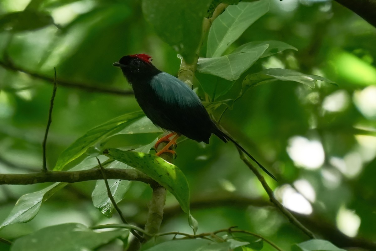 Long-tailed Manakin - ML642136920