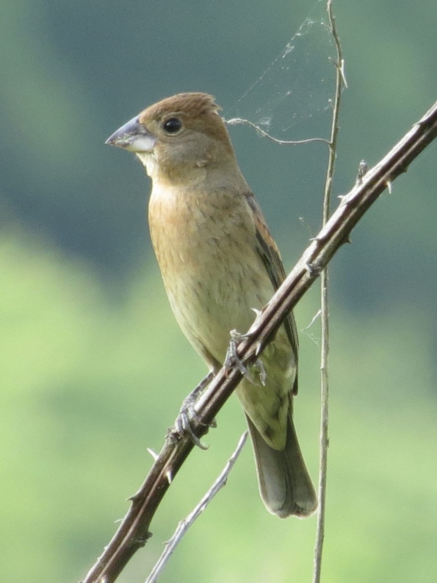 Blue Grosbeak - ML642136923