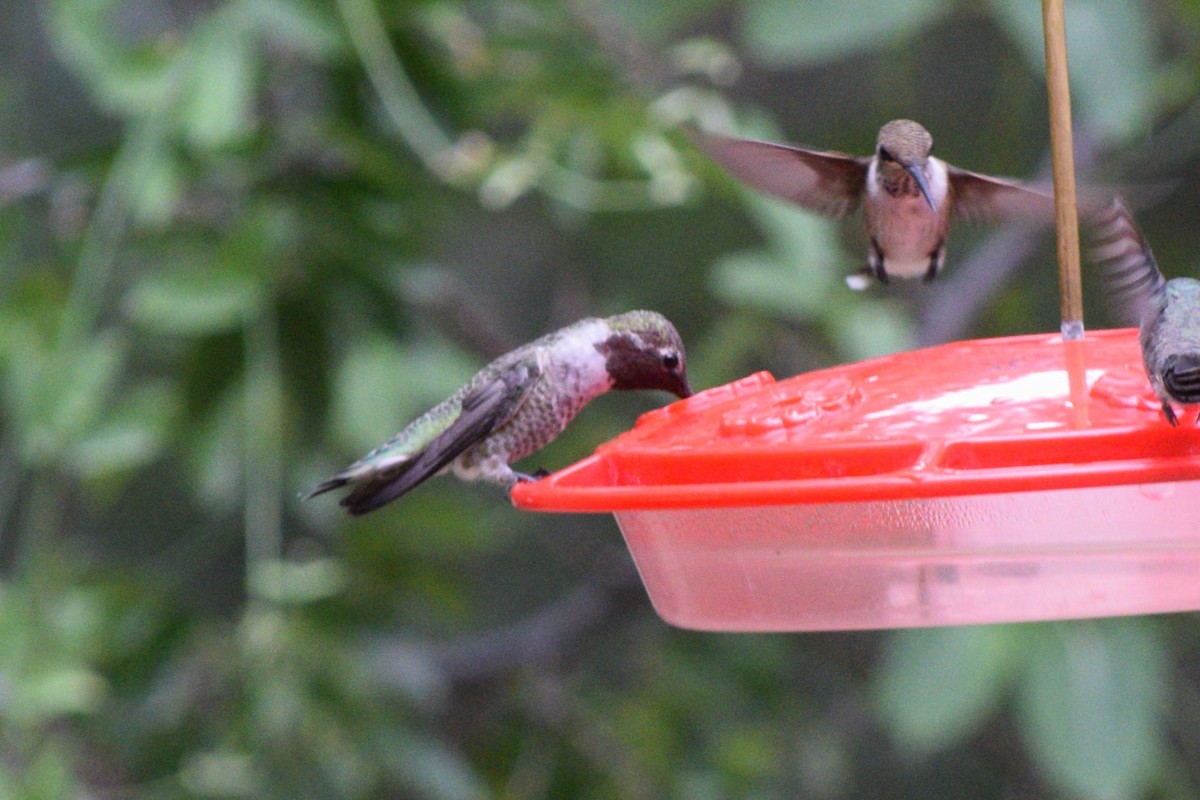 Anna's Hummingbird - ML642136926