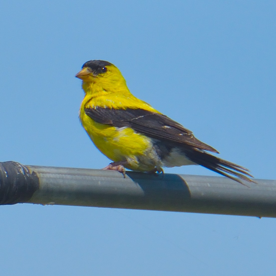 American Goldfinch - ML642136933