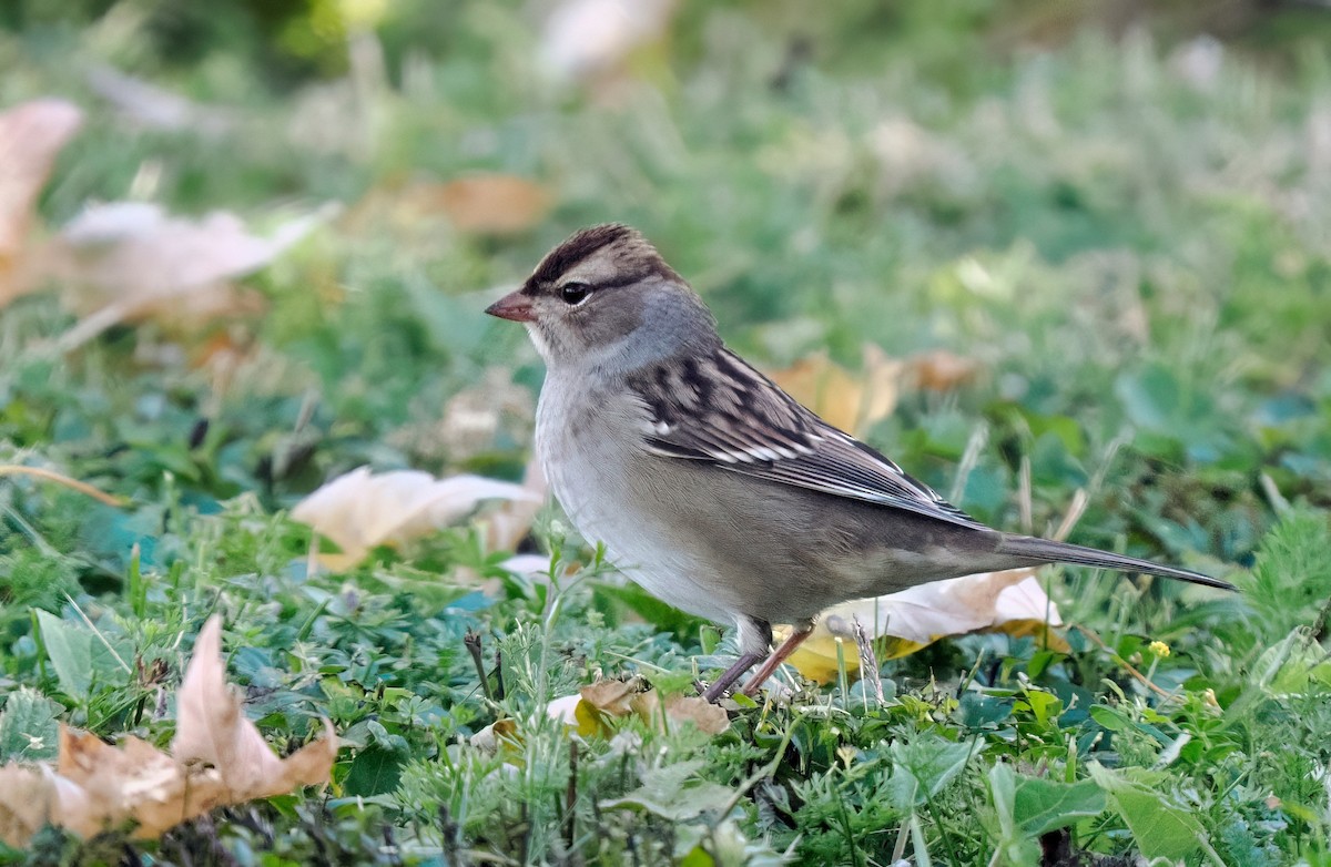 White-crowned Sparrow - ML642136946