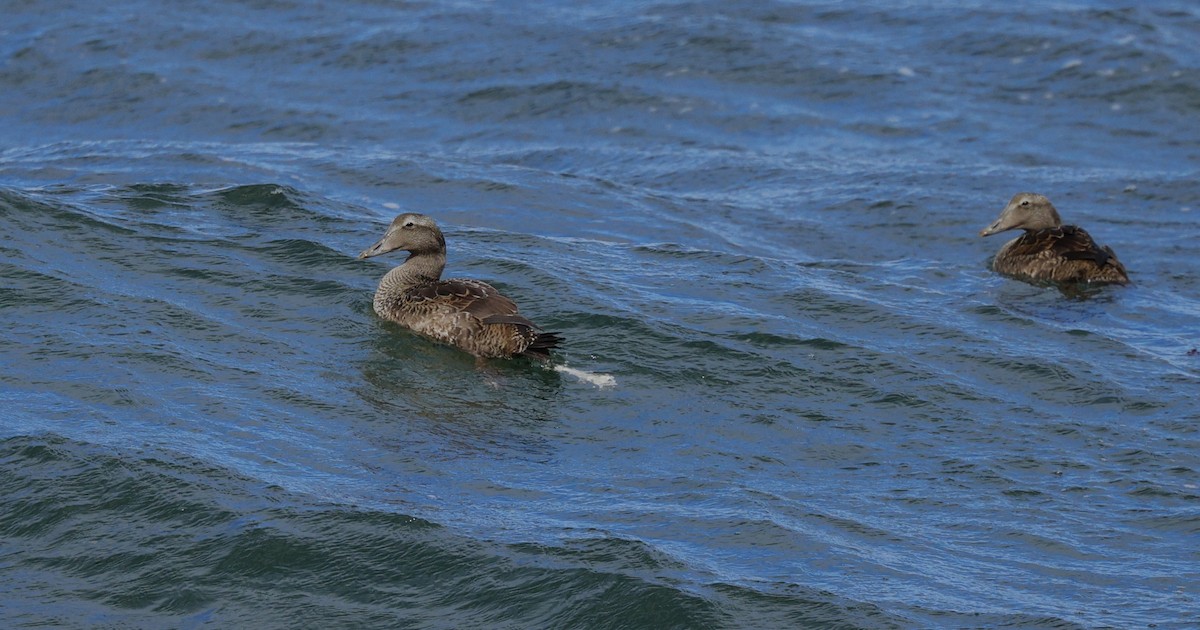 Common Eider - ML642136947