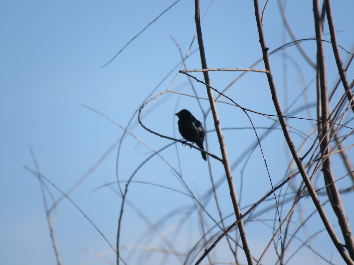 Blue-black Grassquit - ML642136949
