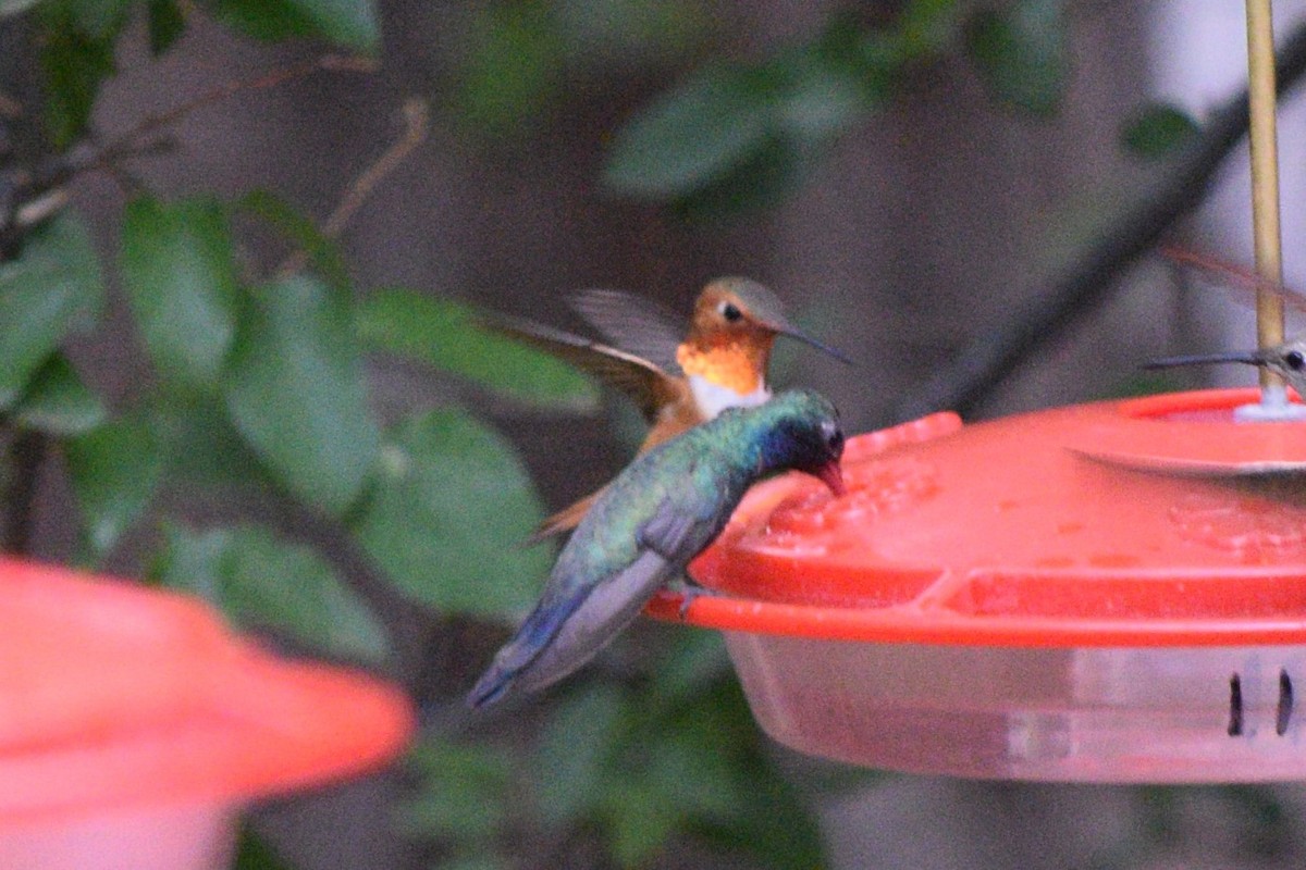Rufous Hummingbird - ML642136956
