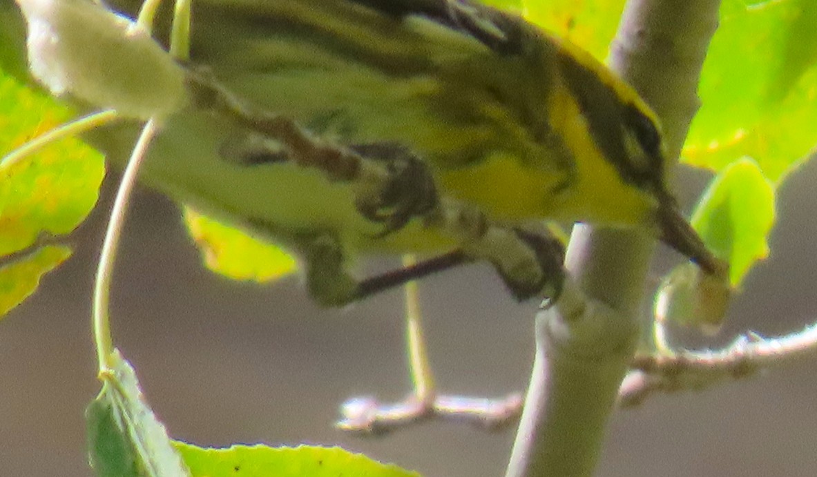 Townsend's Warbler - ML642136969