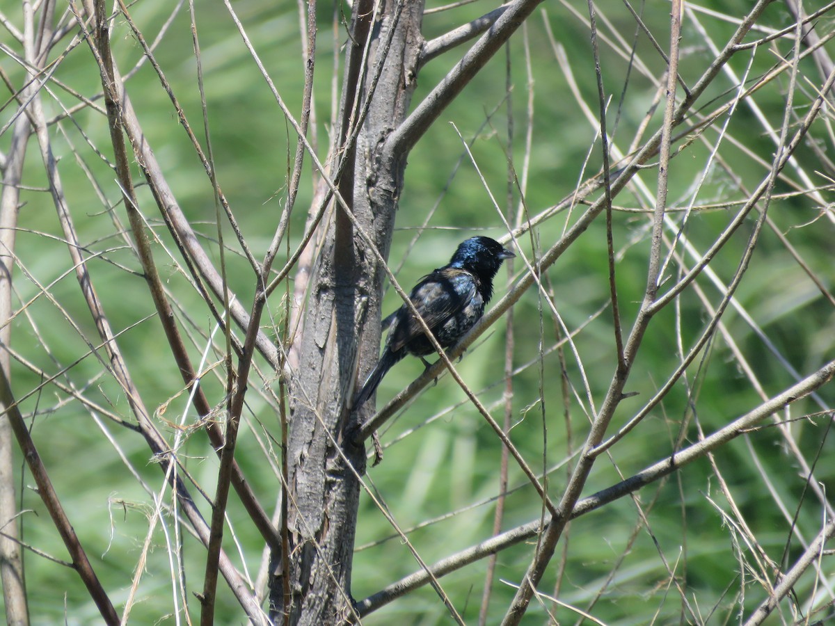Blue-black Grassquit - ML642136974