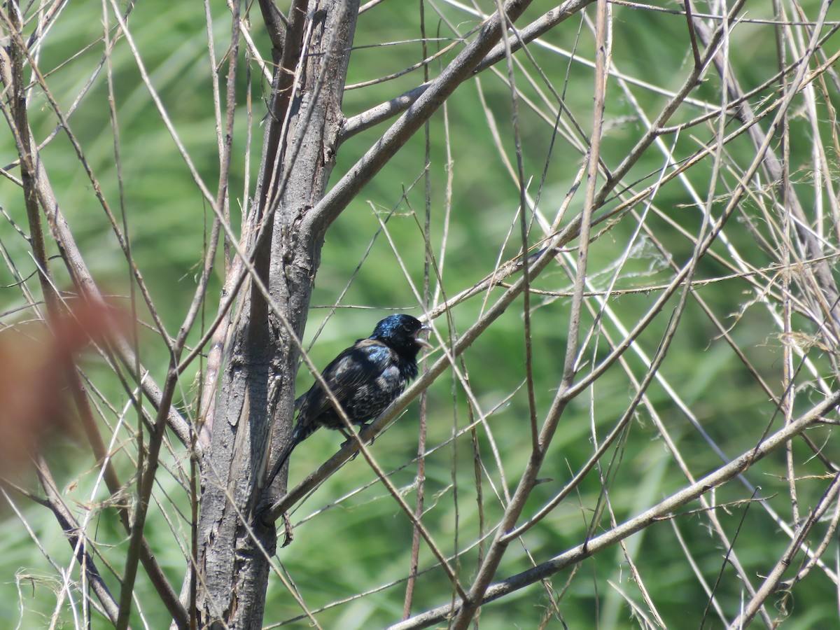Blue-black Grassquit - ML642136975