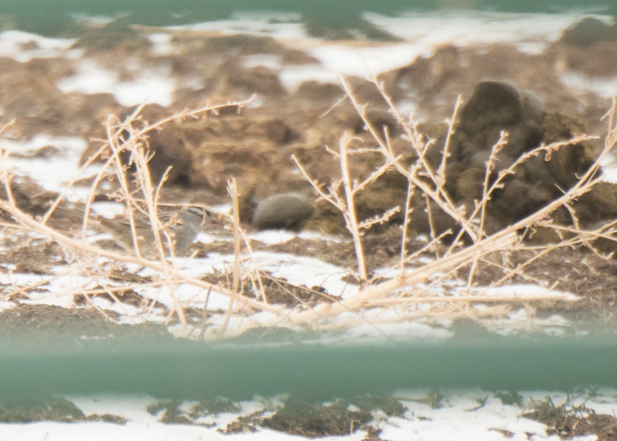 White-crowned Sparrow - ML642136976