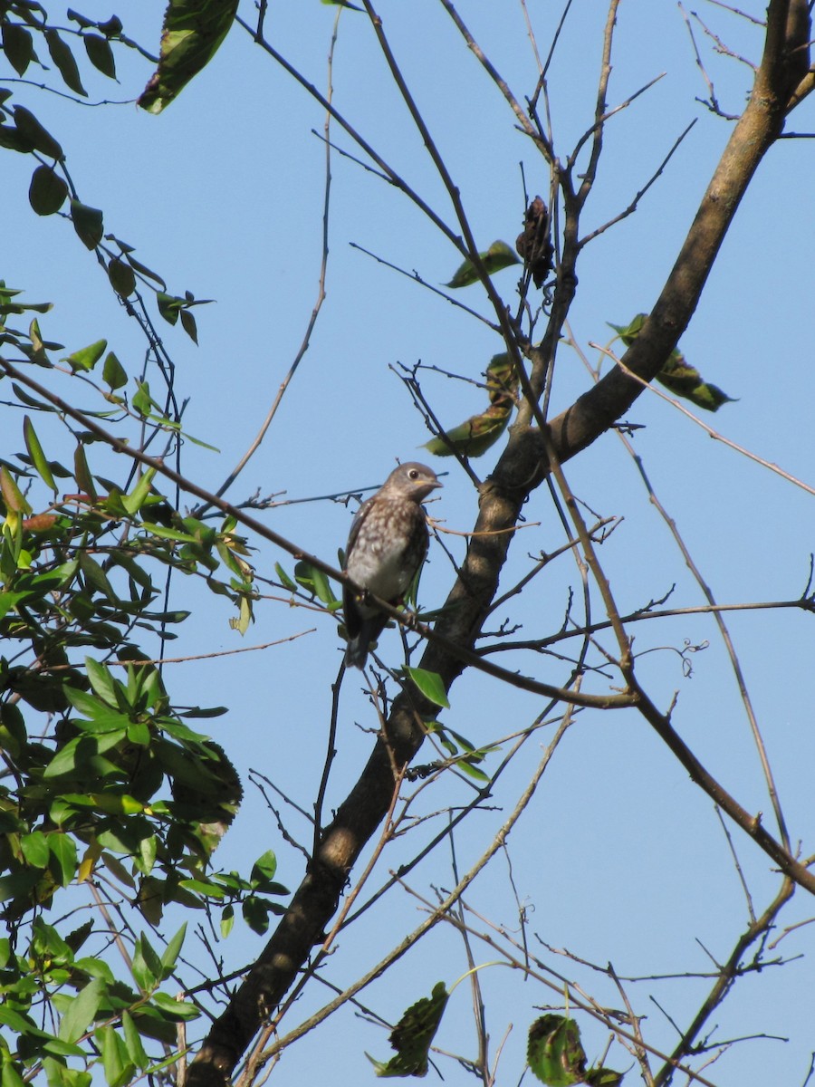 Eastern Bluebird - ML642136979