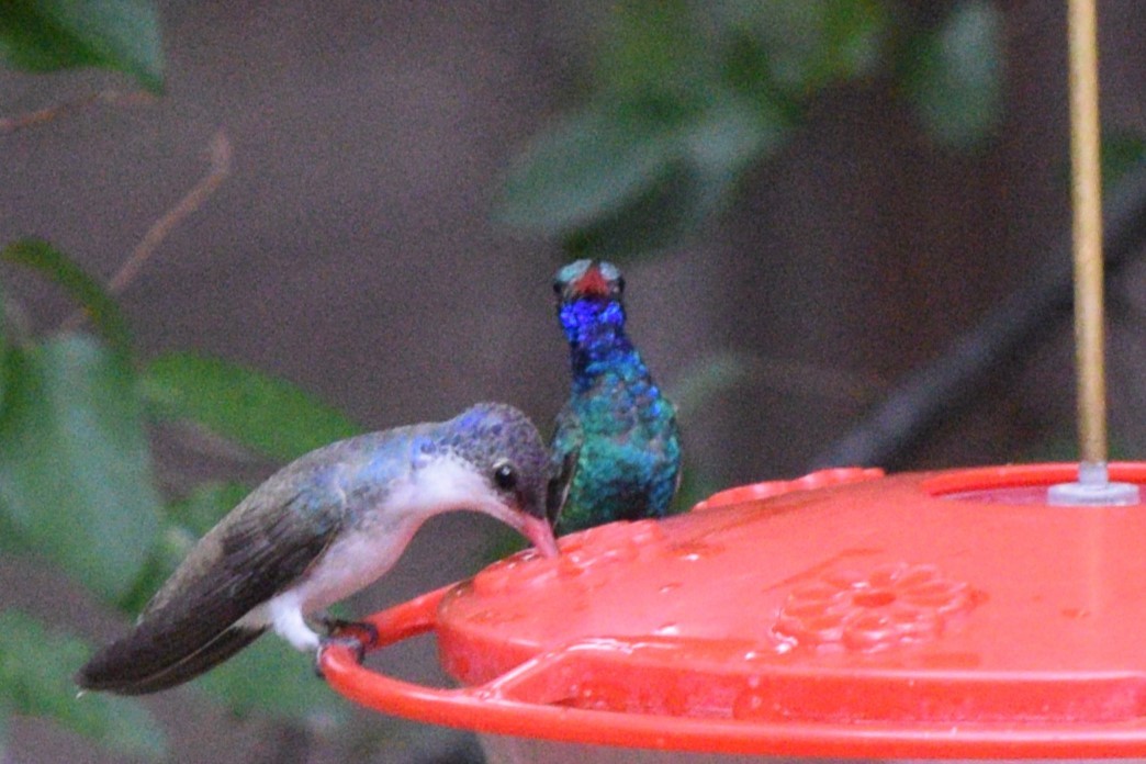 Broad-billed Hummingbird - ML642136986