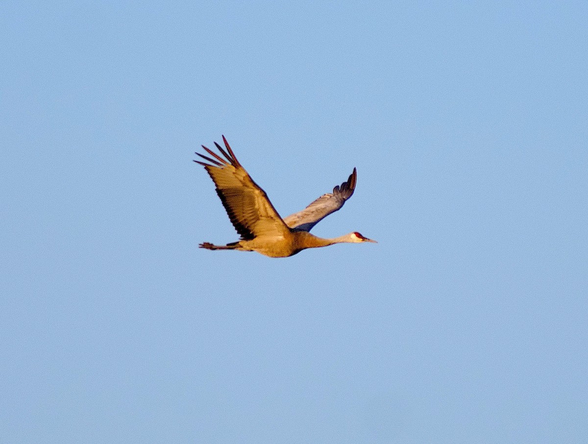 Sandhill Crane - ML642136988