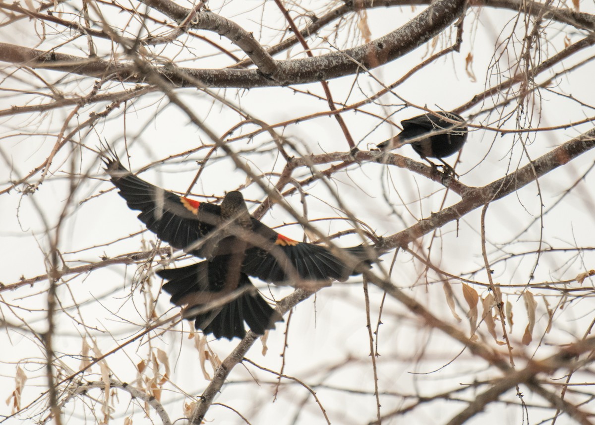 Red-winged Blackbird - ML642137007