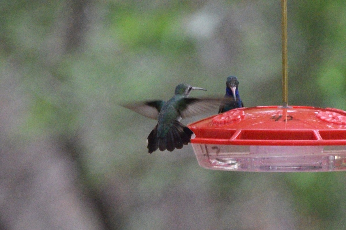 Broad-billed Hummingbird - ML642137009