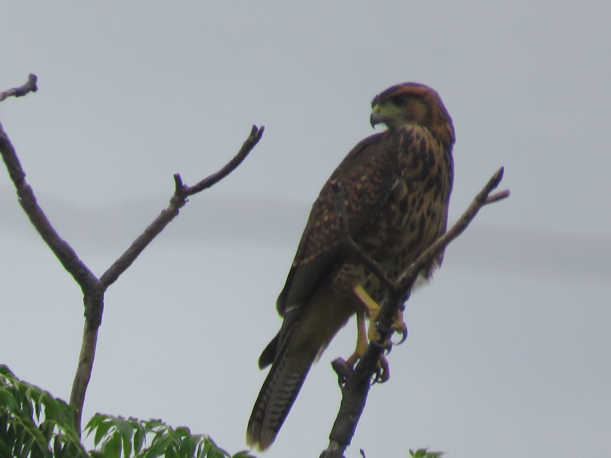 Harris's Hawk - ML642137012