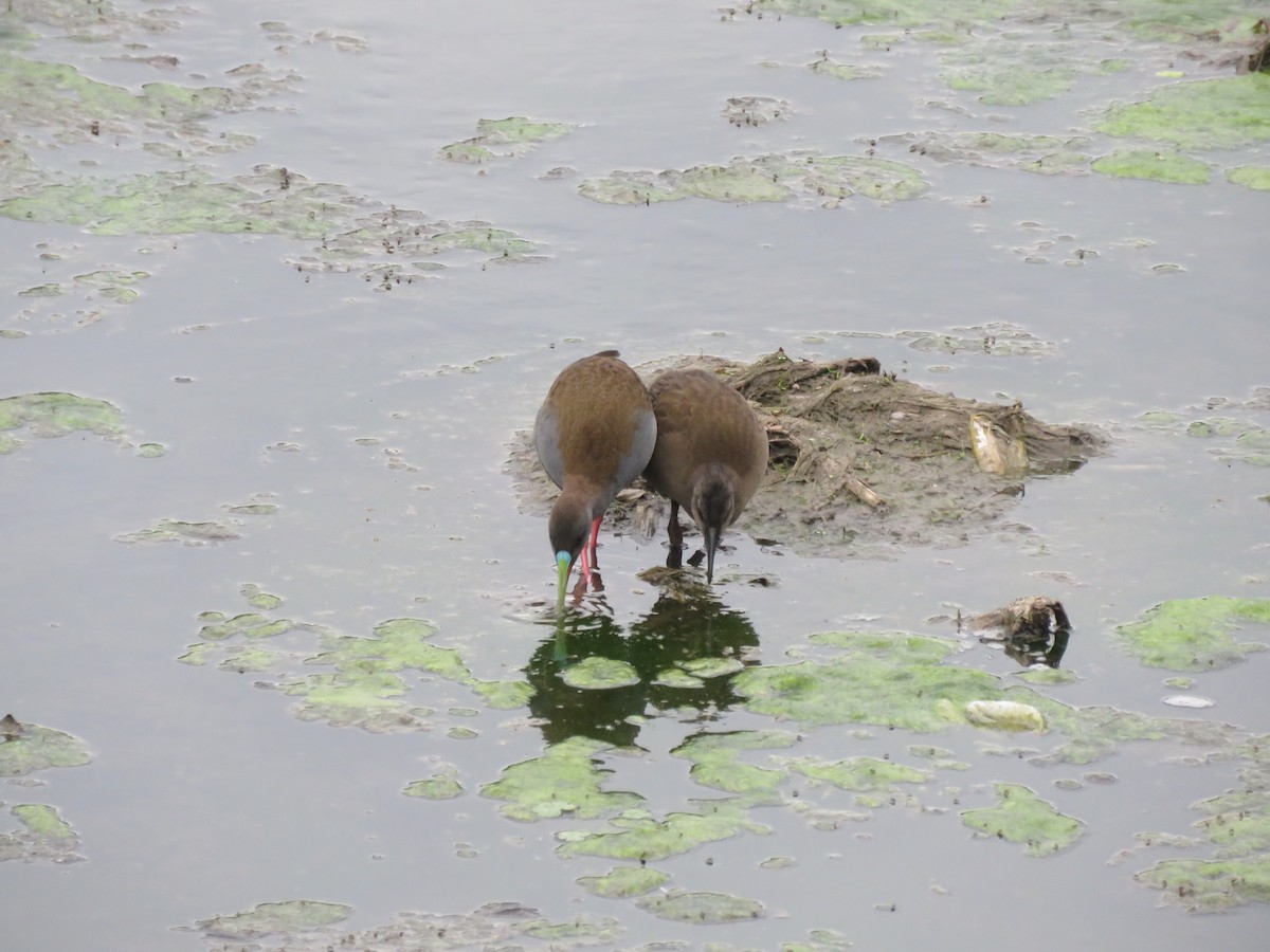 Plumbeous Rail - ML642137023