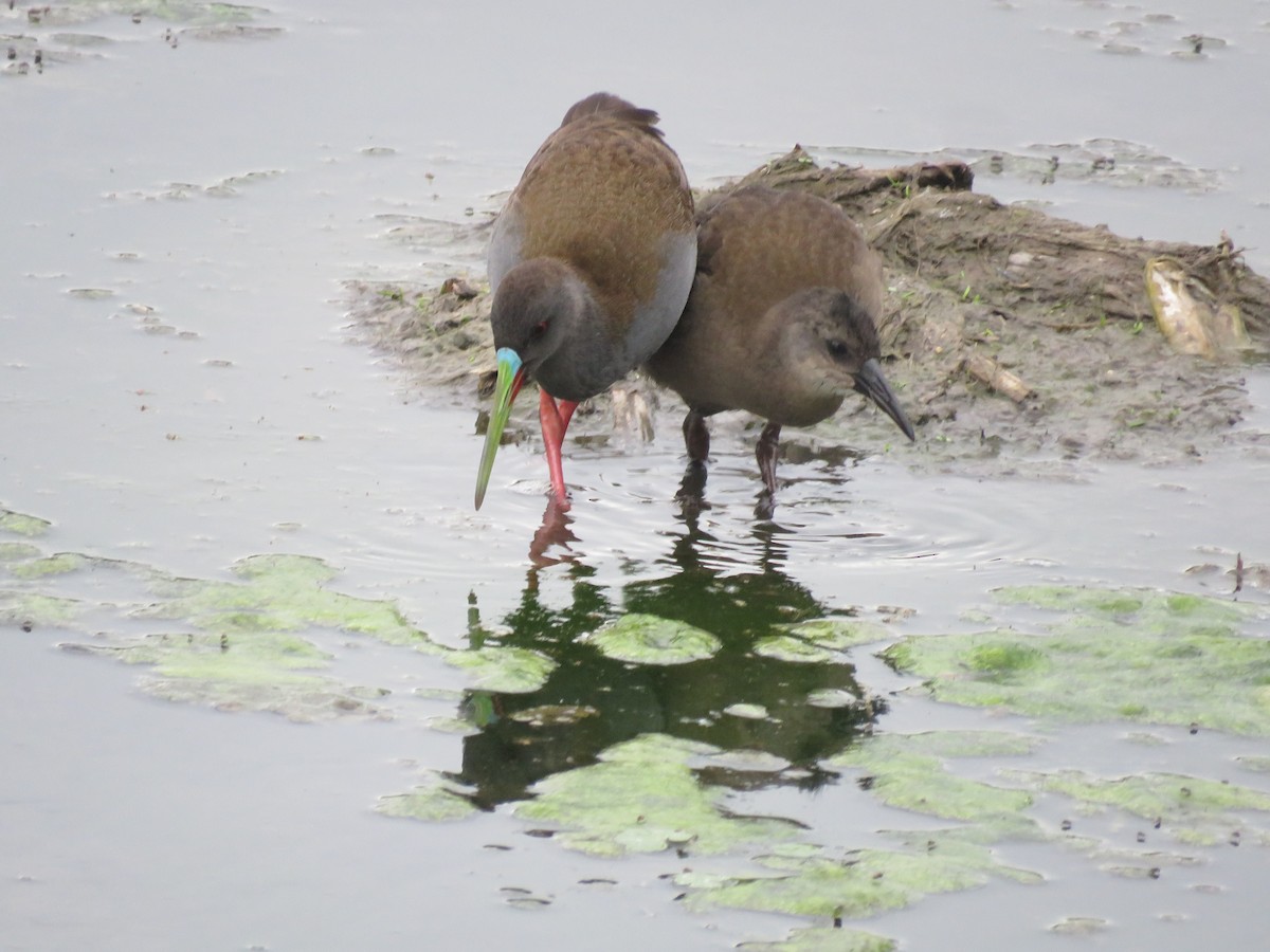 Plumbeous Rail - ML642137026