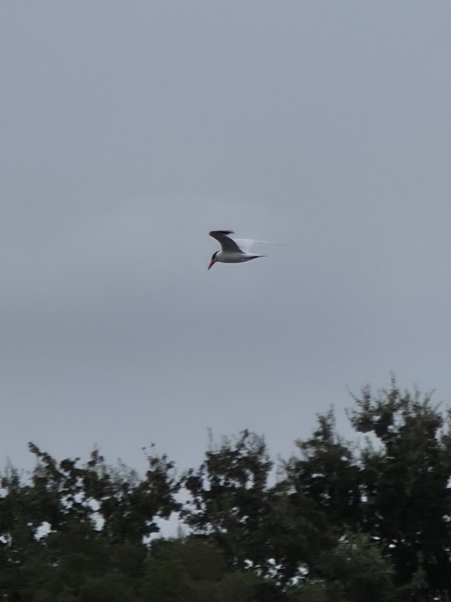 Caspian Tern - ML642137028