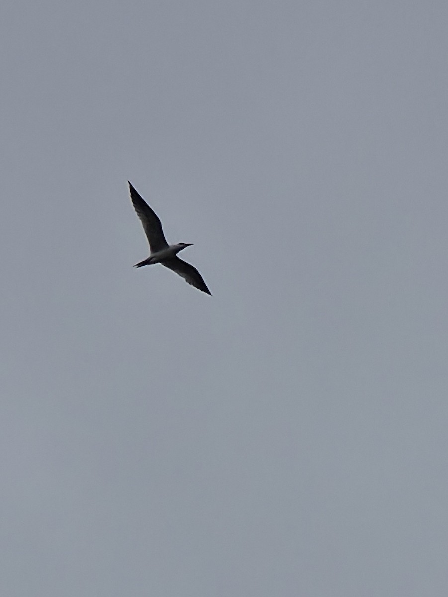 Caspian Tern - ML642137029