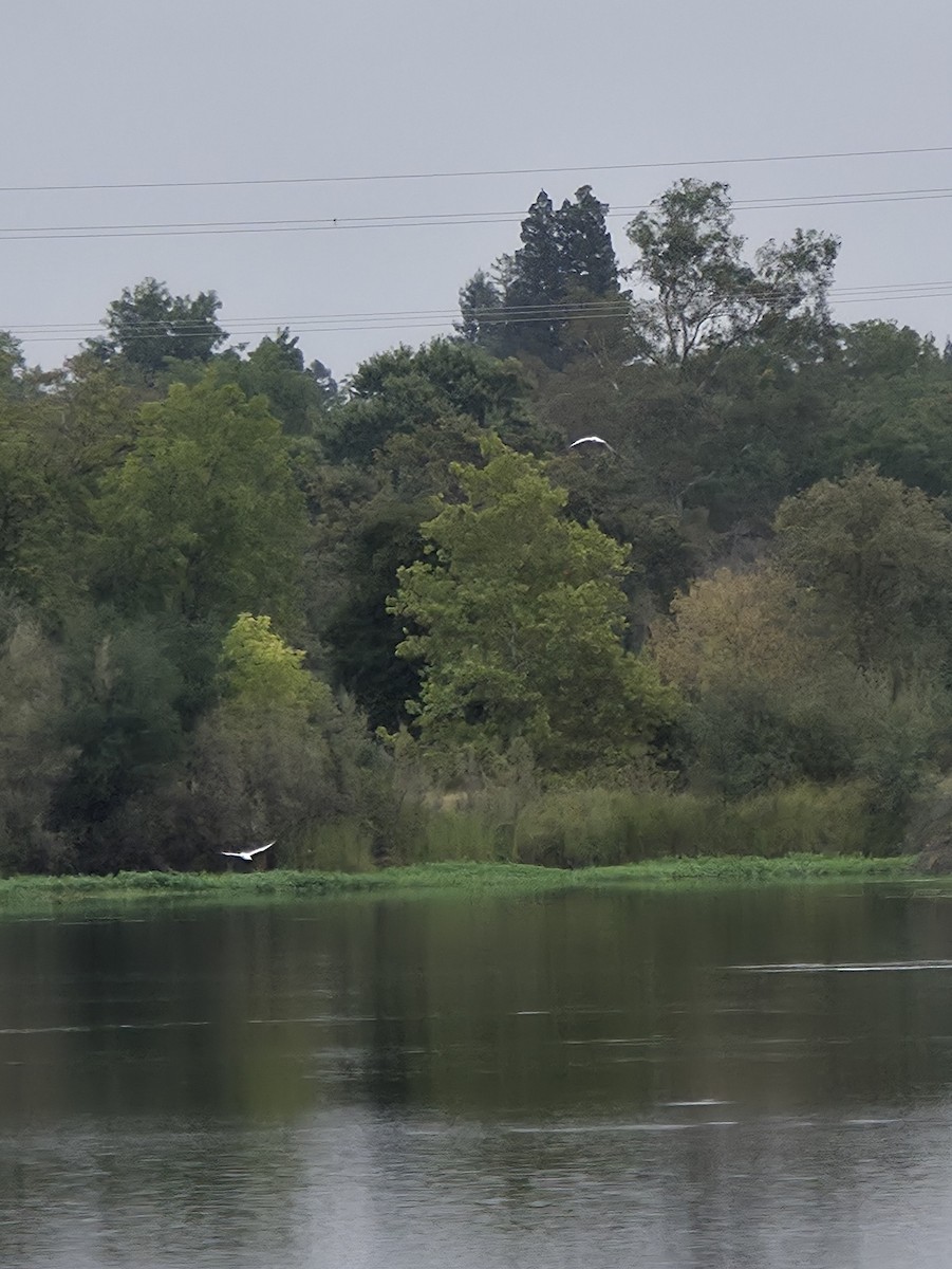 Caspian Tern - ML642137030