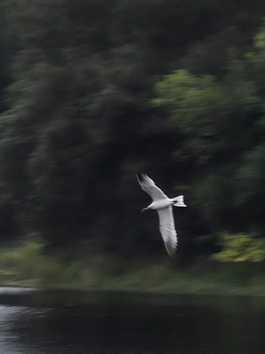 Caspian Tern - ML642137031