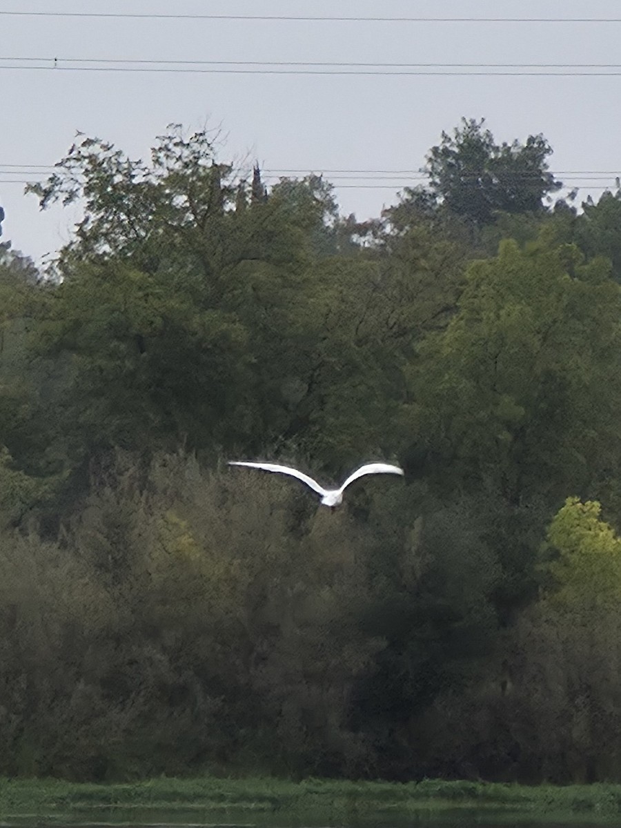 Caspian Tern - ML642137032