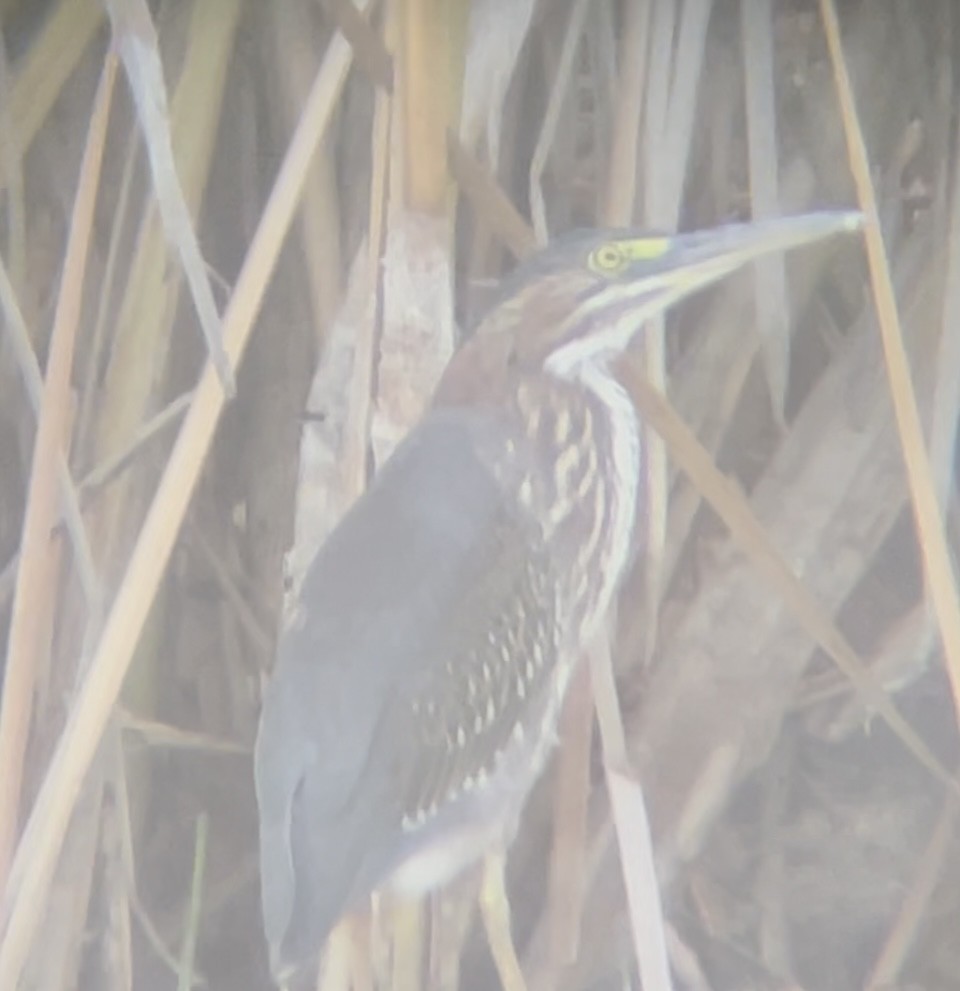 Green Heron - ML642137033