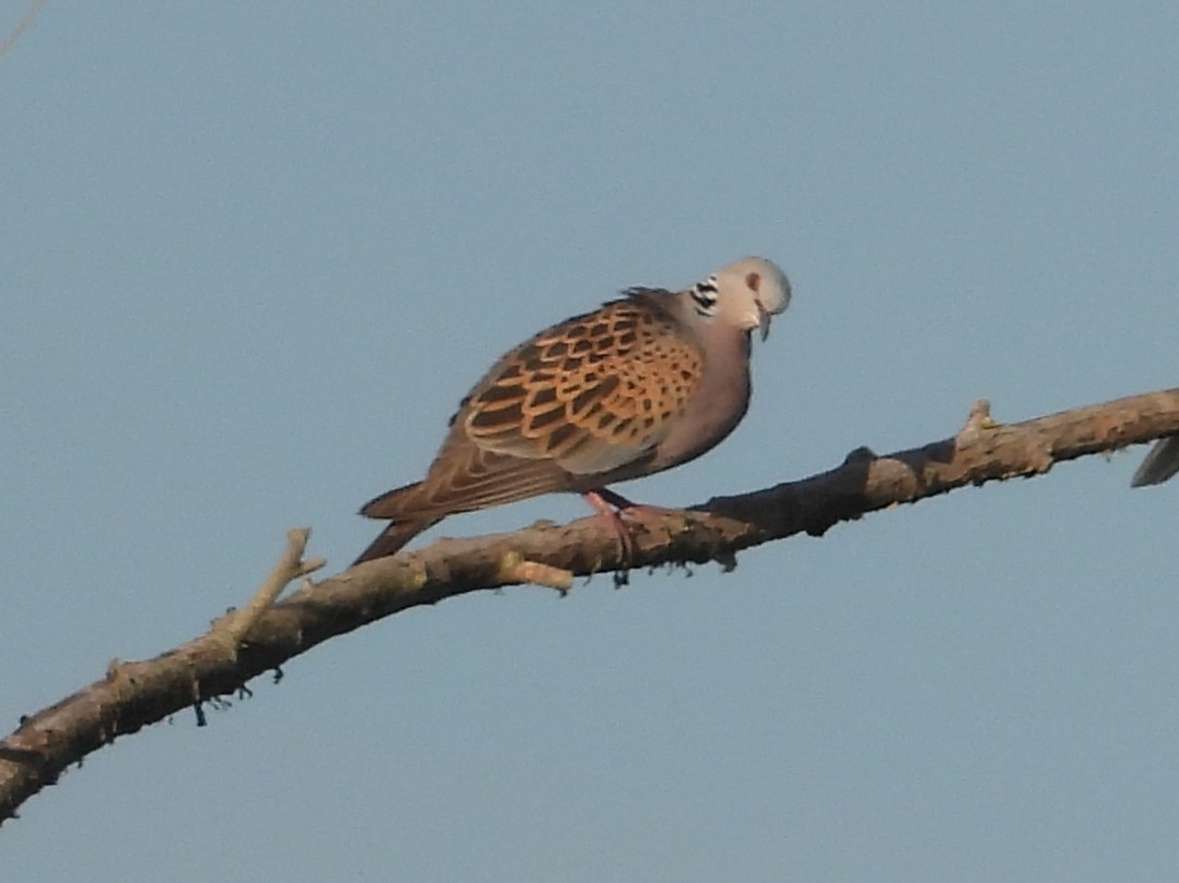 European Turtle-Dove - ML642137034
