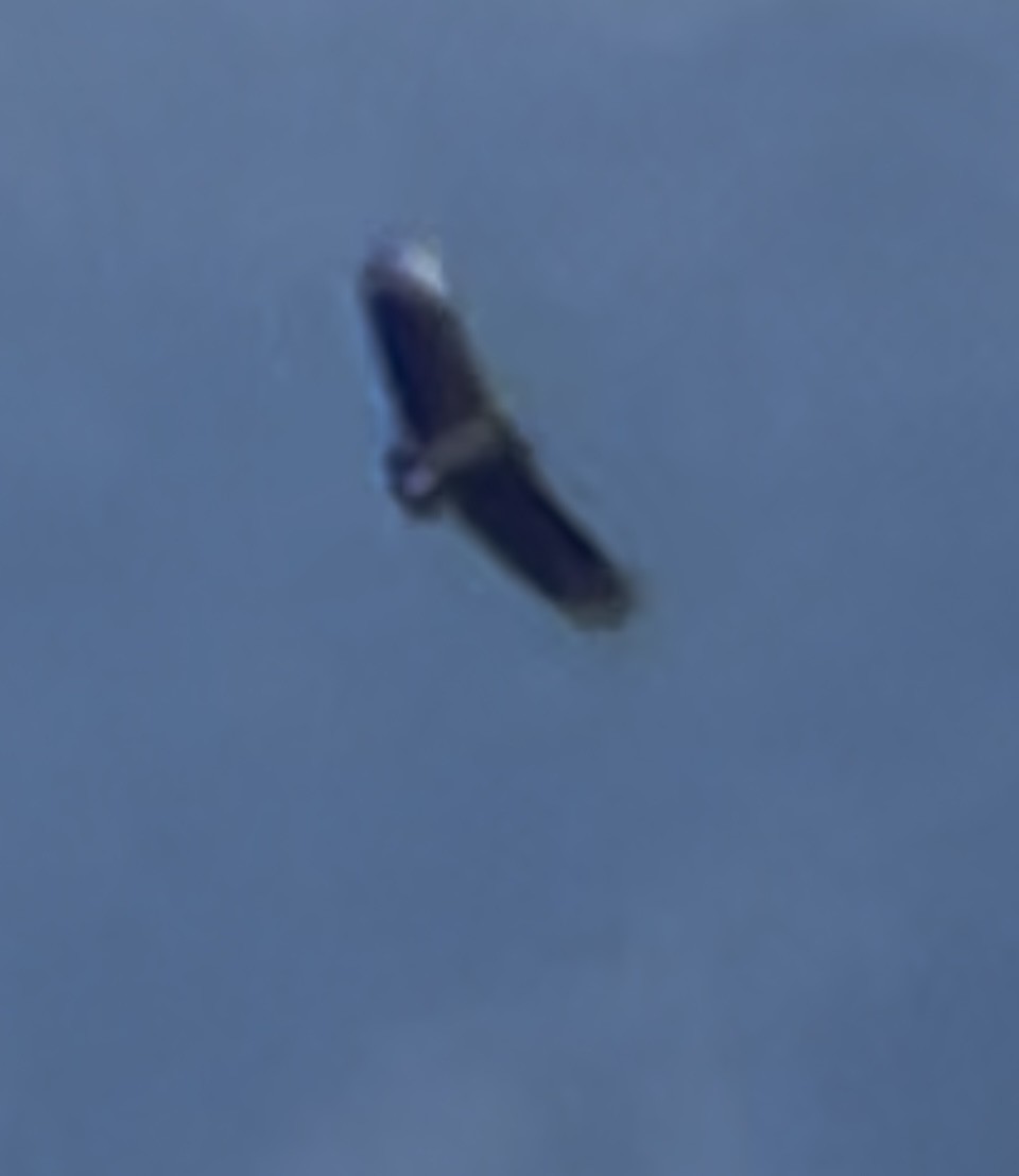Black Vulture - ML642137036