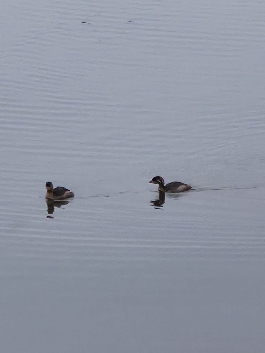 Pied-billed Grebe - ML642137037