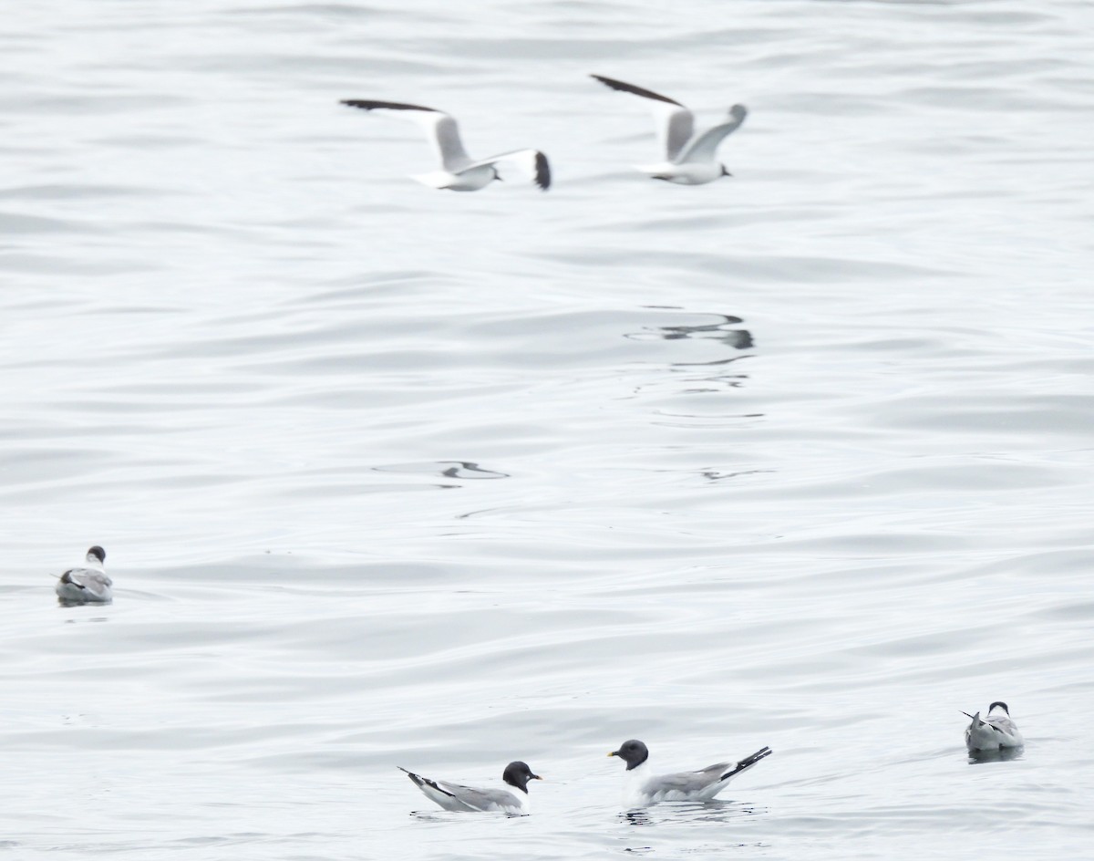 Sabine's Gull - ML642137038