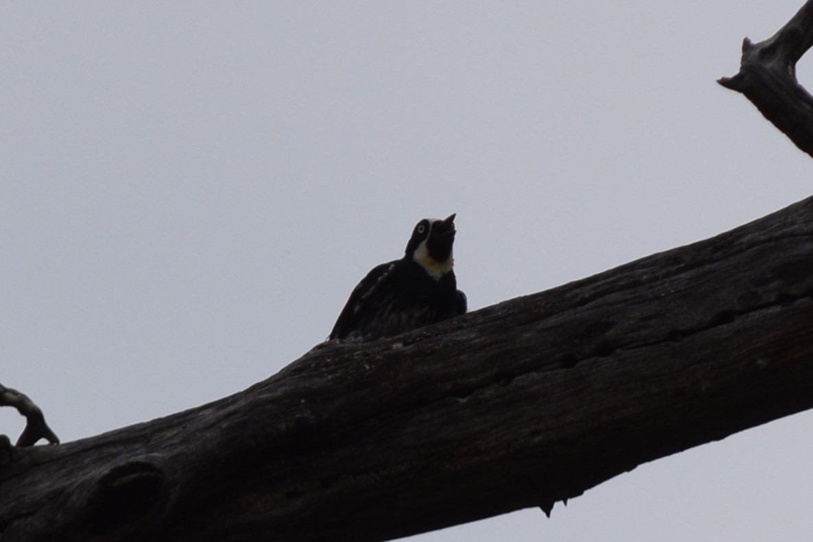 Acorn Woodpecker - ML642137041