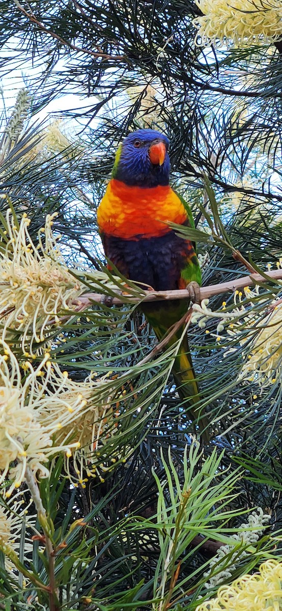Rainbow Lorikeet - ML642137042