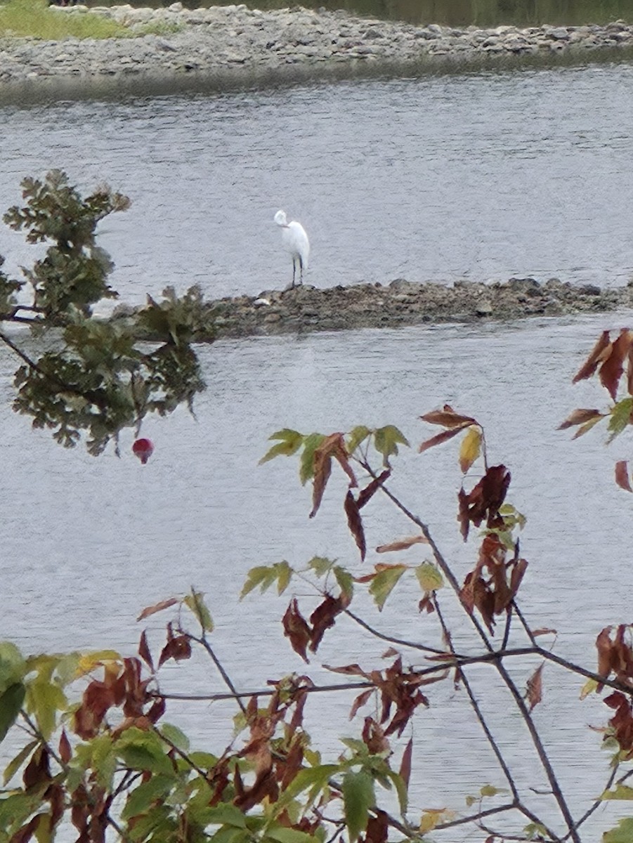 Great Egret - ML642137045