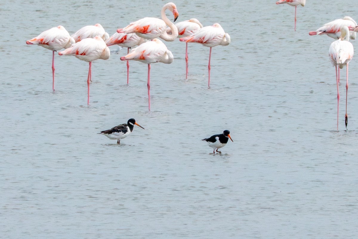 Eurasian Oystercatcher - ML642137047