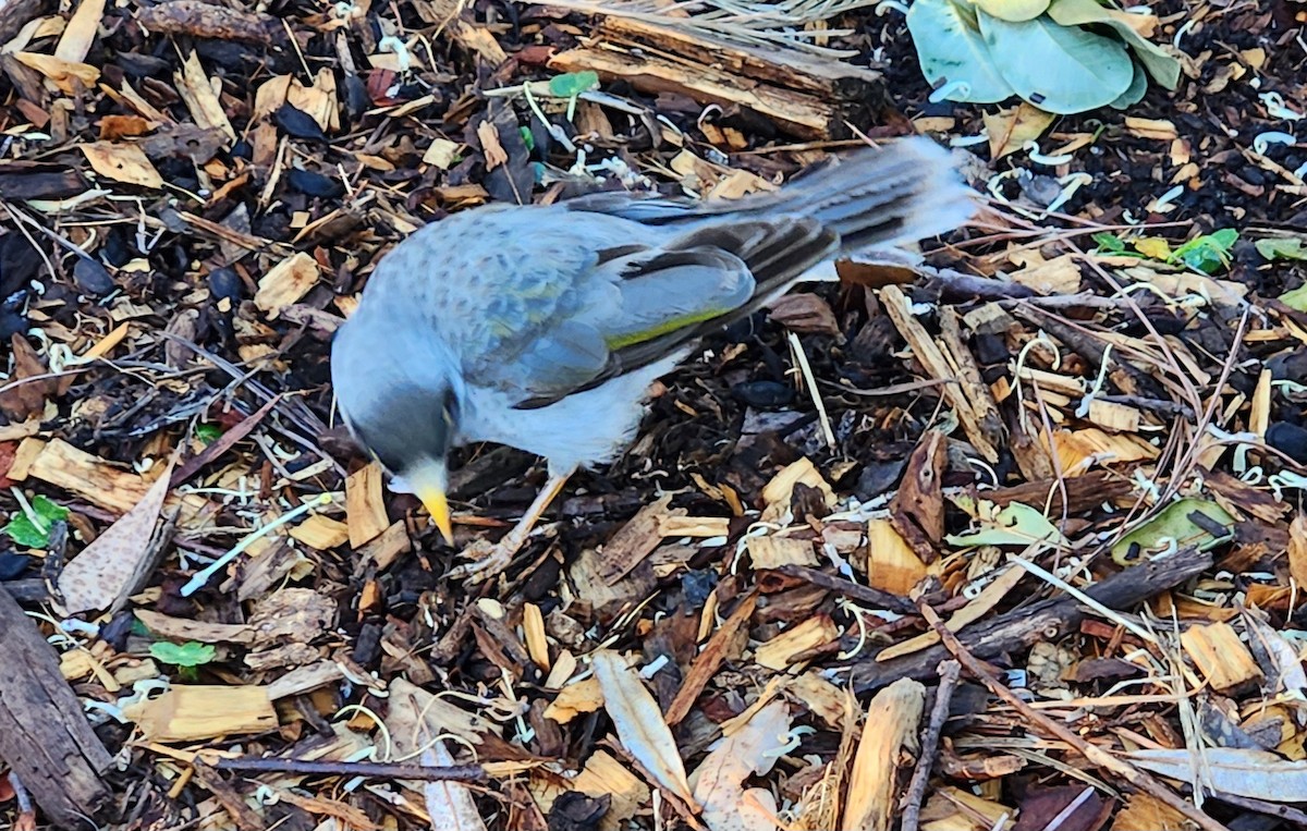 Noisy Miner - ML642137051