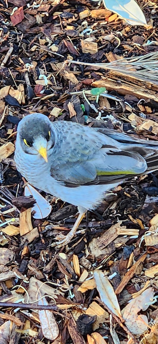 Noisy Miner - ML642137052