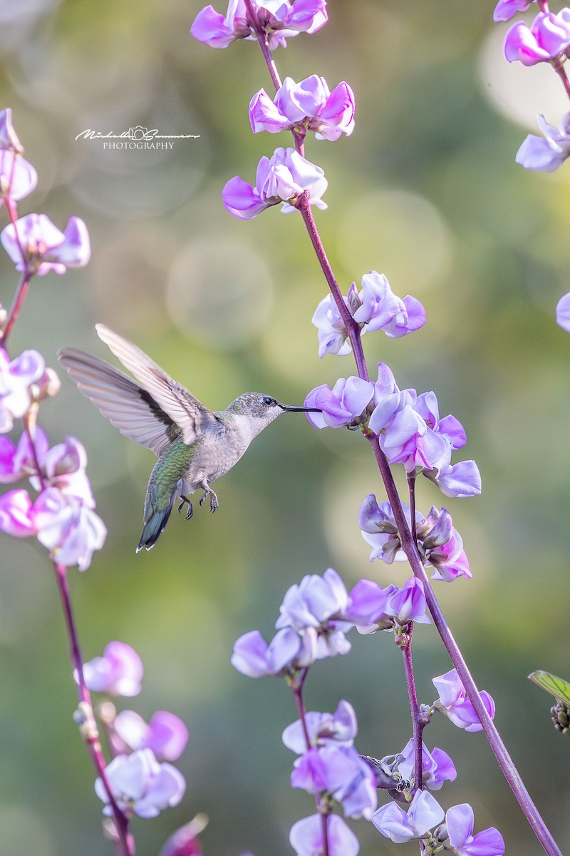 Ruby-throated Hummingbird - ML642137053