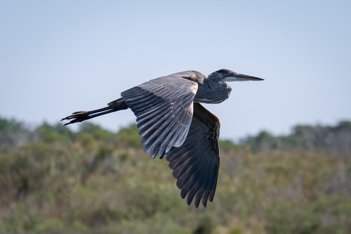 Great Blue Heron - ML642137054