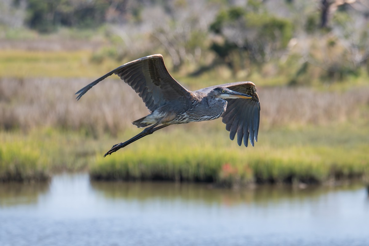 Great Blue Heron - ML642137055