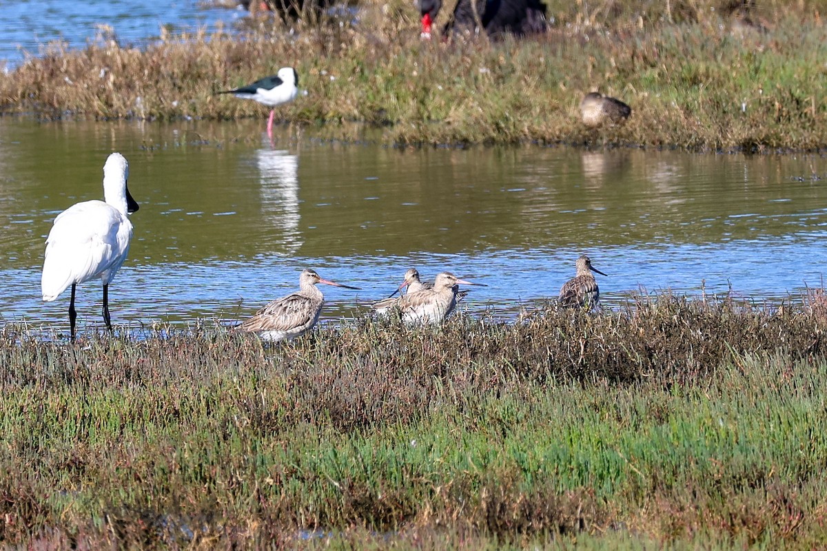 Bar-tailed Godwit - ML642137057