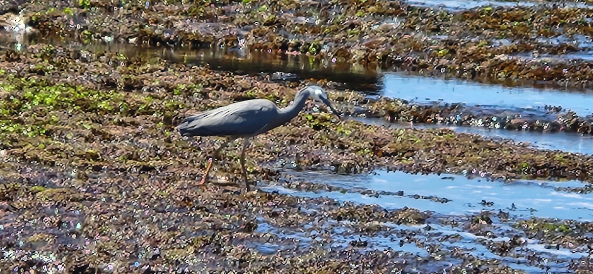 White-faced Heron - ML642137072