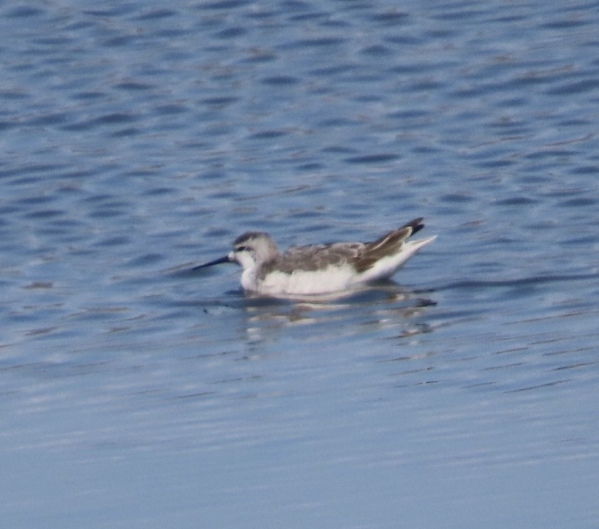 Wilson's Phalarope - ML642137074