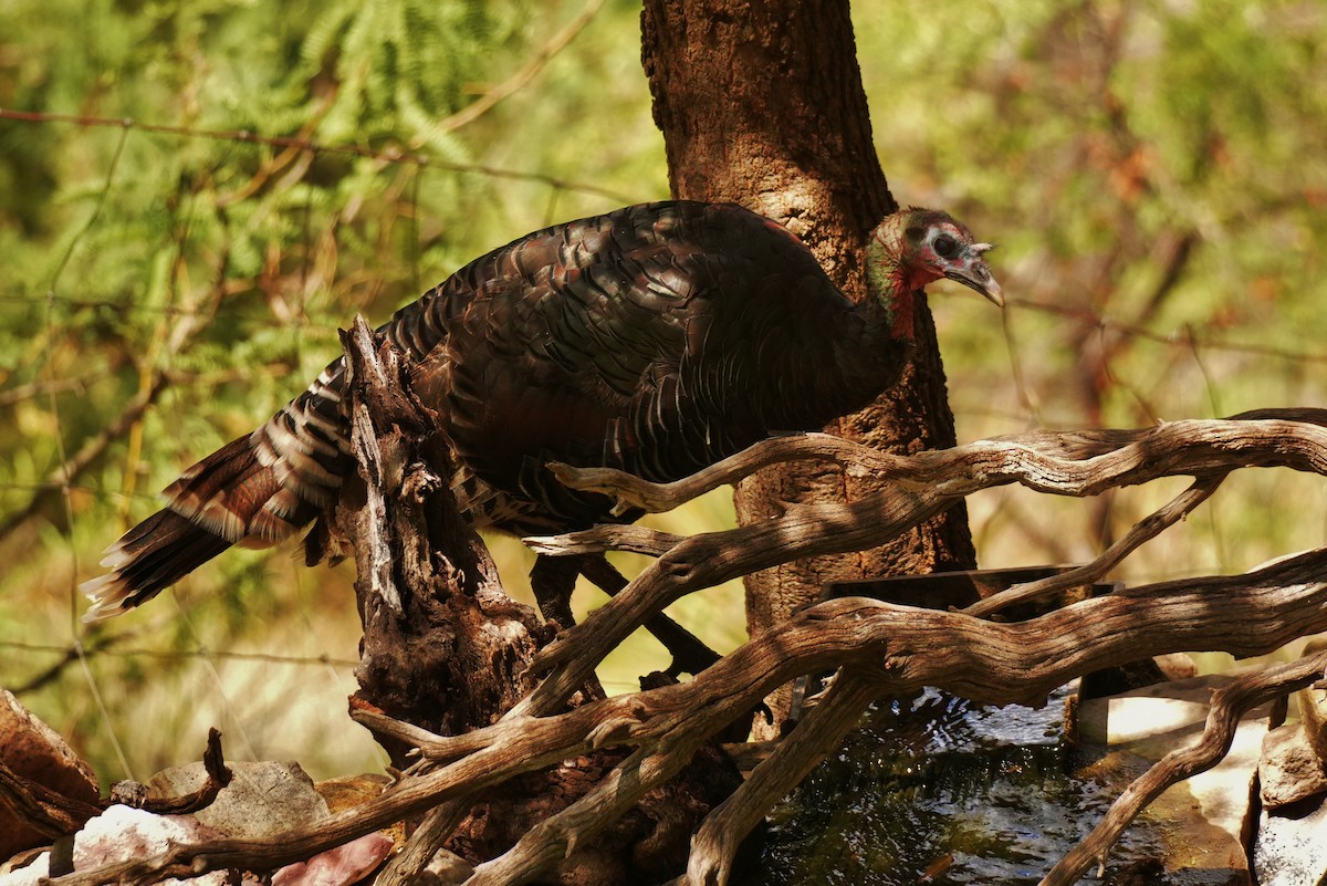 krocan divoký - ML642137076
