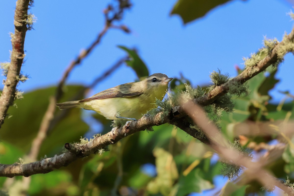 zelenáček kanadský - ML642137088