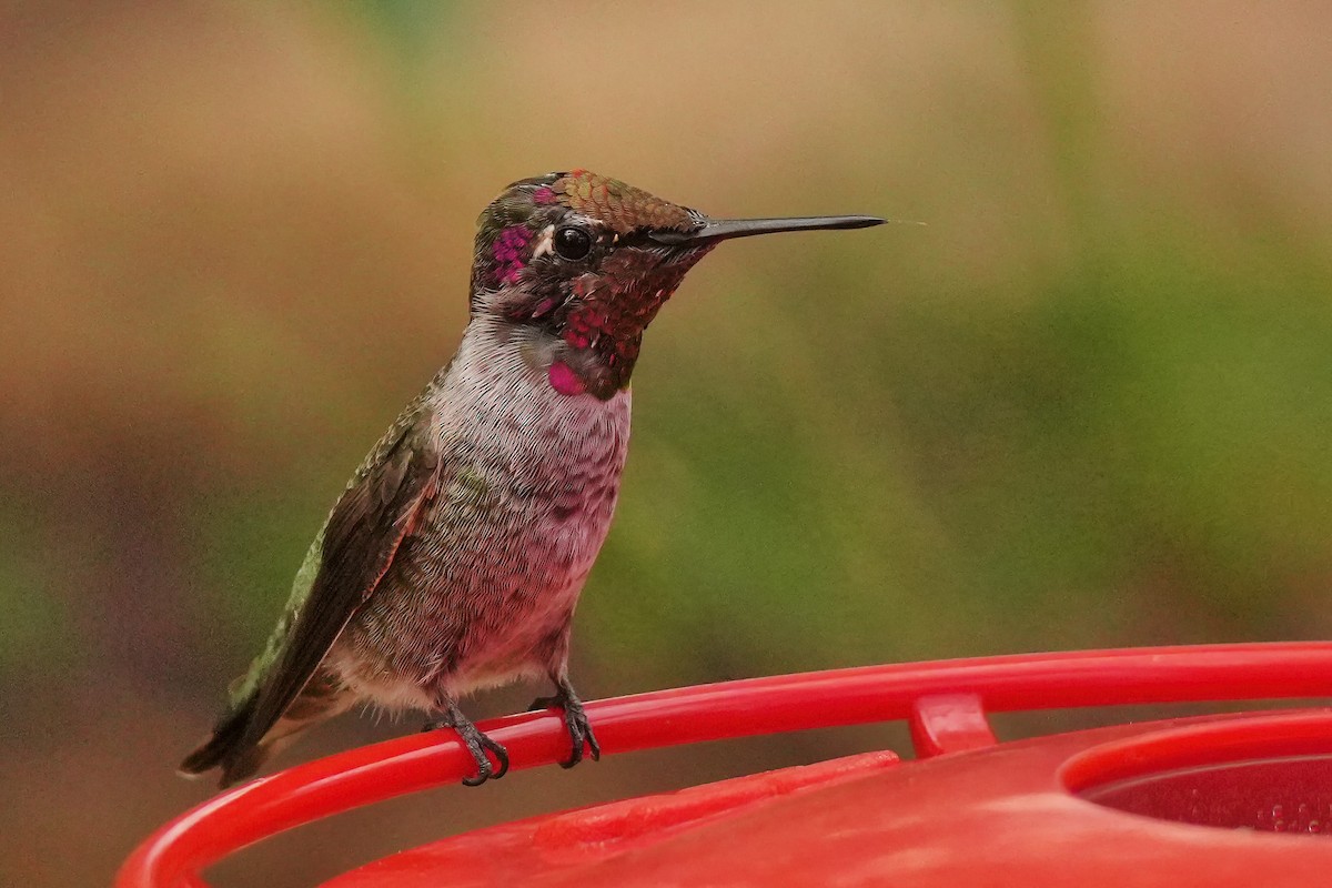 Anna's Hummingbird - ML642137090