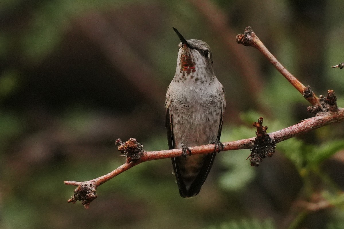 Anna's Hummingbird - ML642137091