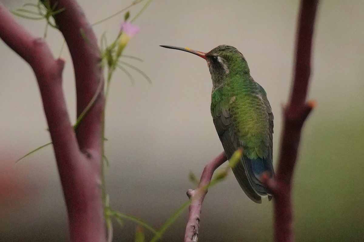 Broad-billed Hummingbird - ML642137103