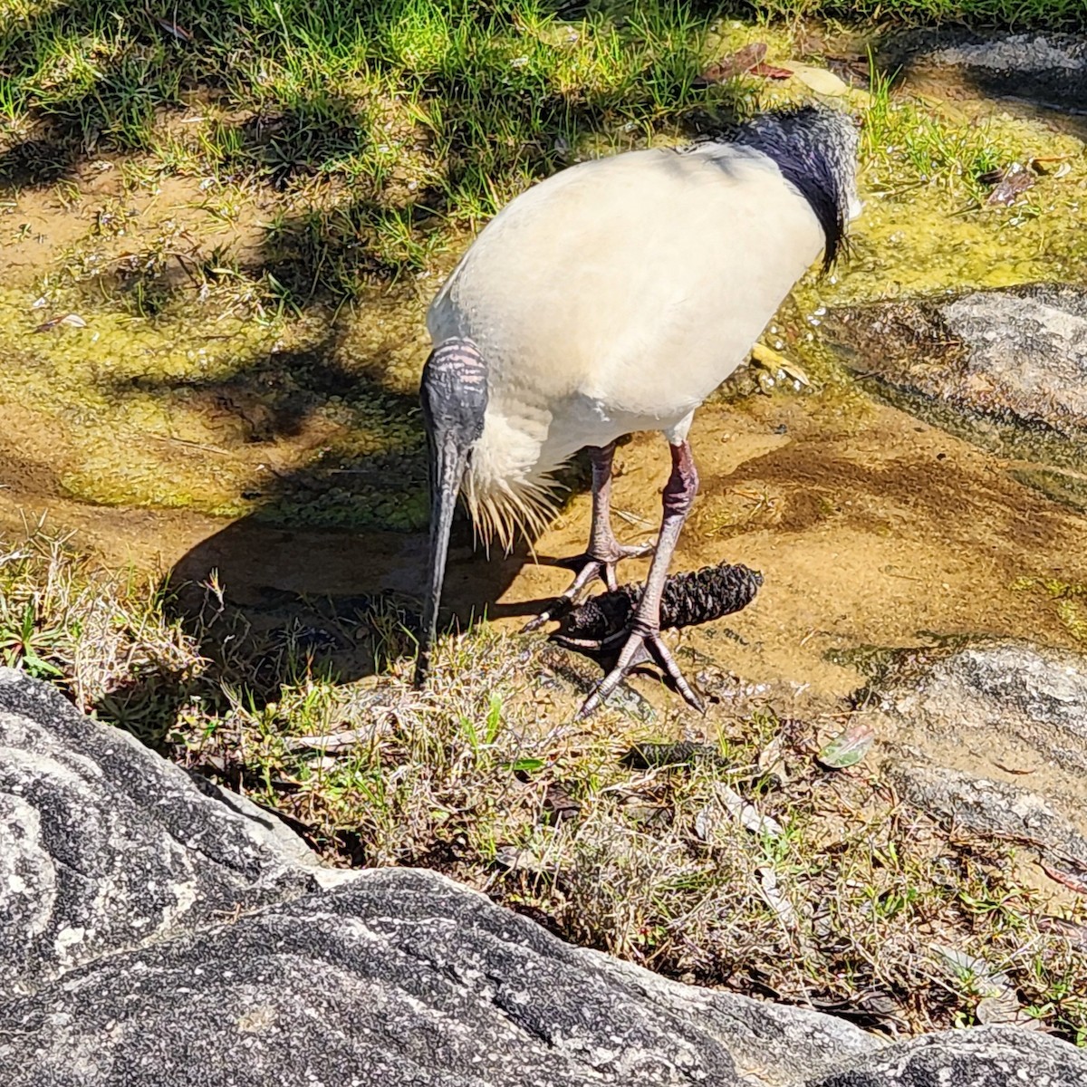 Straw-necked Ibis - ML642137104