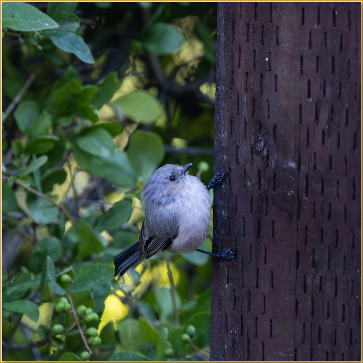 Bushtit - ML642137105